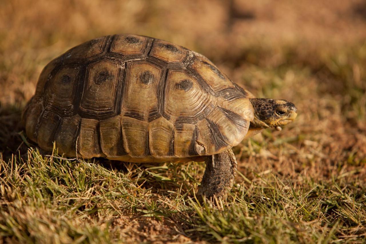 Tortoise Trail Lodge Langebaan Luaran gambar